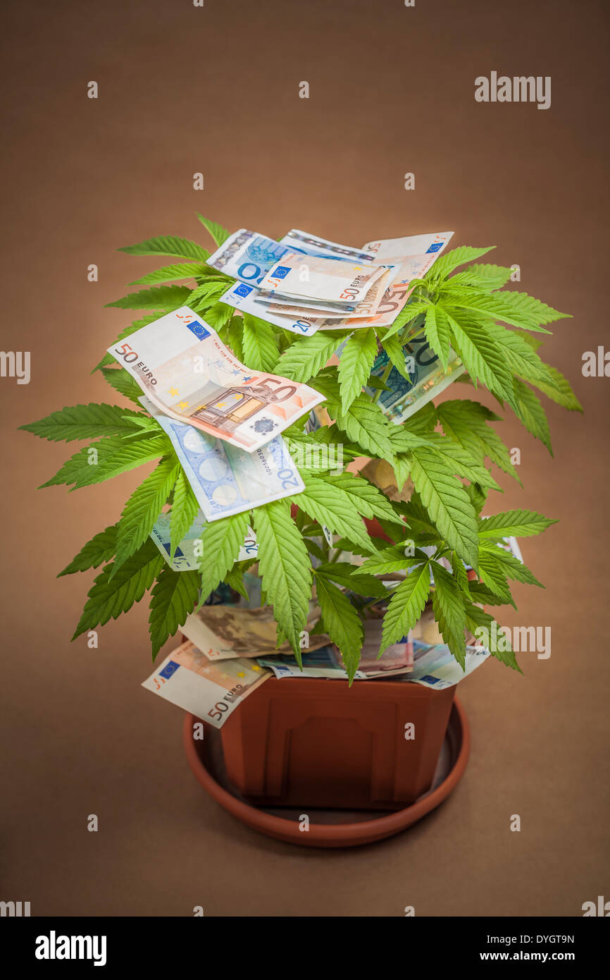 La marijuana la concezione di business. Pianta di cannabis in vaso con le banconote in euro. Foto Stock