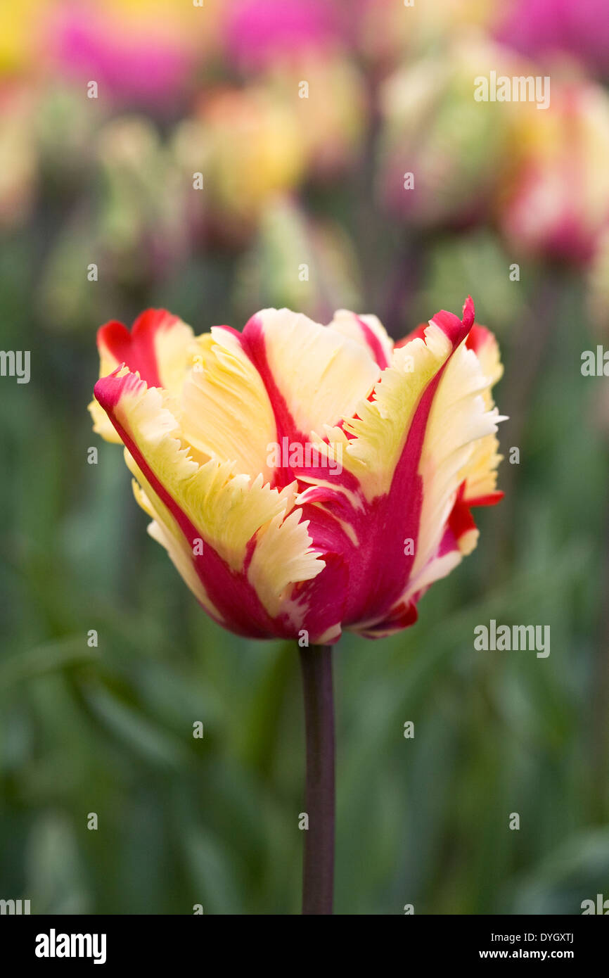Tulipa " Flaming Parrot' nel giardino. Foto Stock