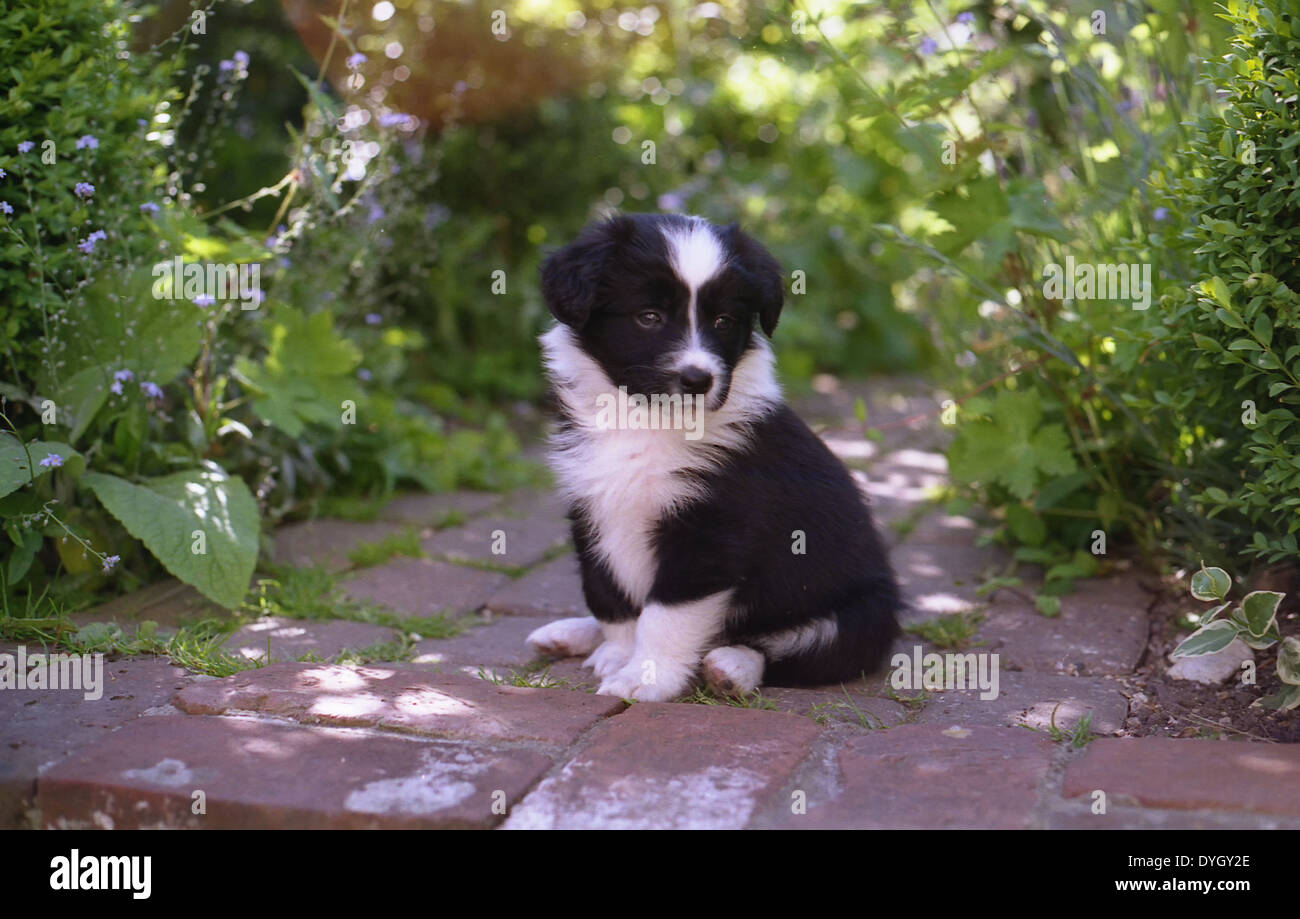 Molto giovane adorabili Border Collie cucciolo seduto su un percorso di giardino, Gosport, Hampshire, Inghilterra Foto Stock