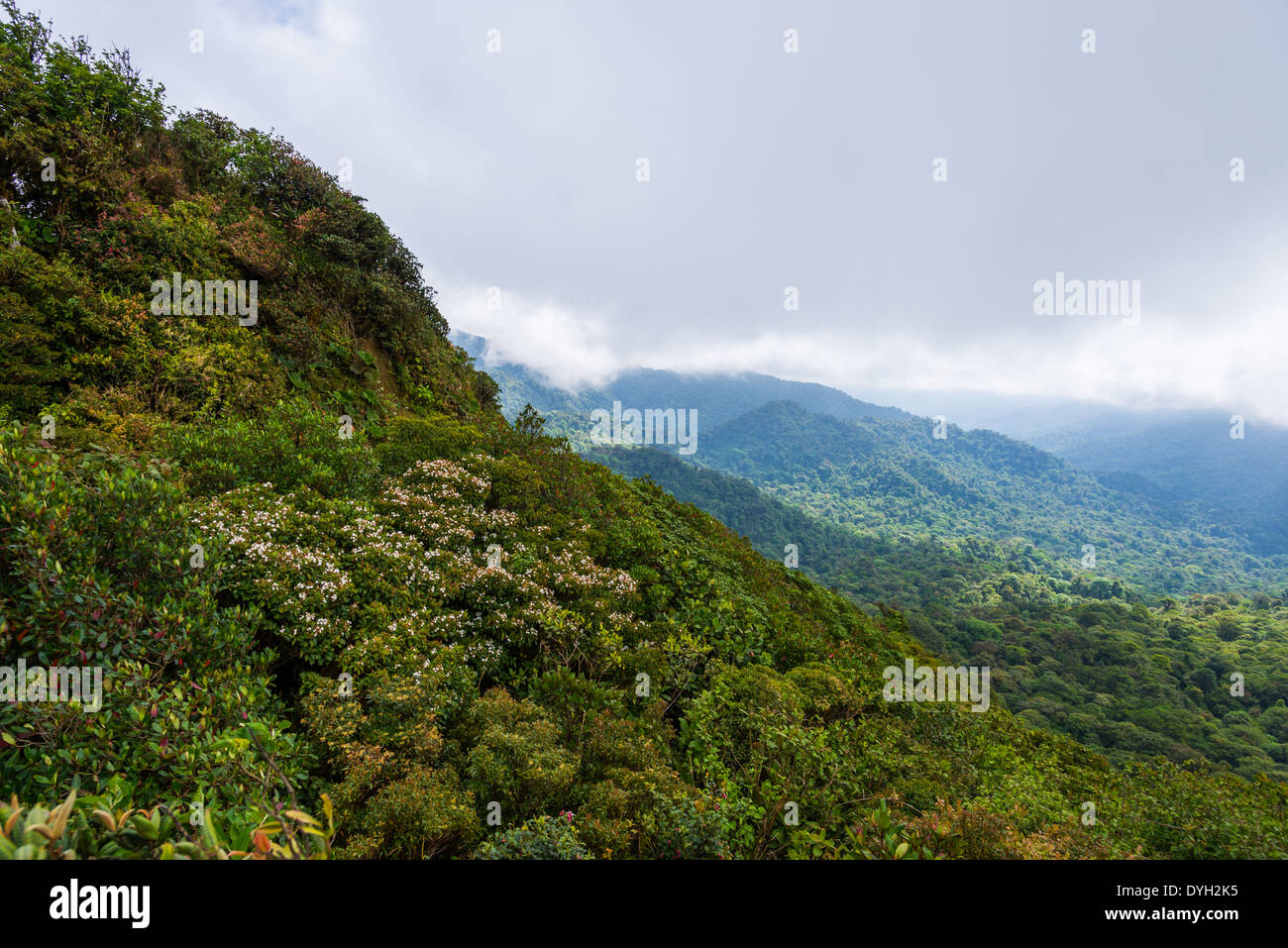 Mountain cloud forest a Monteverde in Costa Rica. Foto Stock