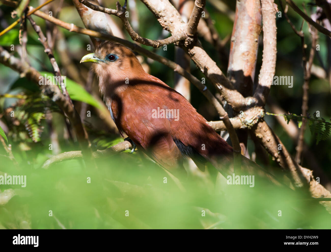 Uno scoiattolo cuculo (Piaya cayana) nelle boccole. Monteverde in Costa Rica. Foto Stock