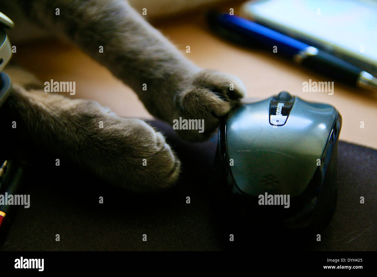 Vista dettagliata del gatto zampe giocando con il mouse del computer. Foto Stock