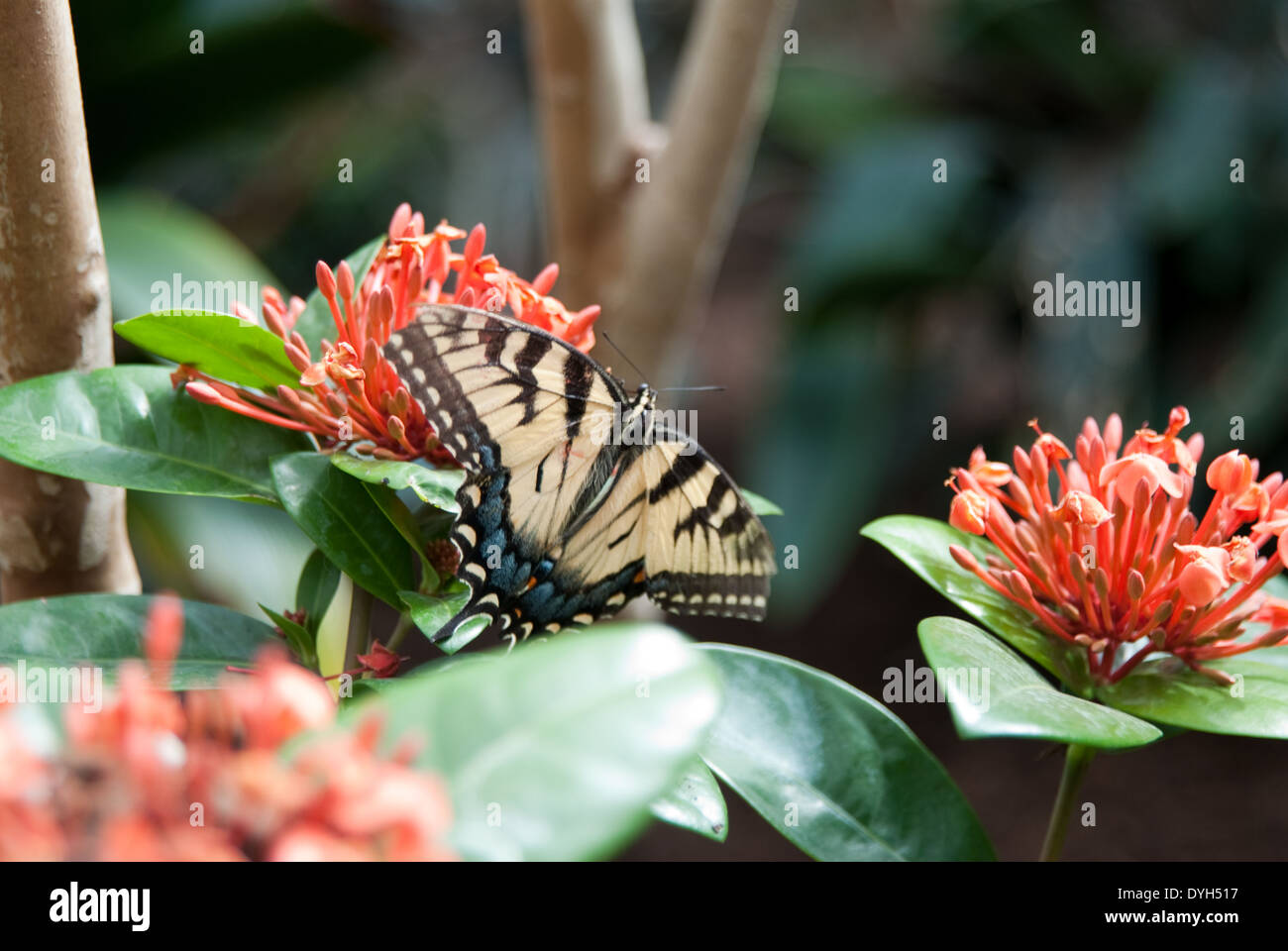 Schmetterling, Foto Stock