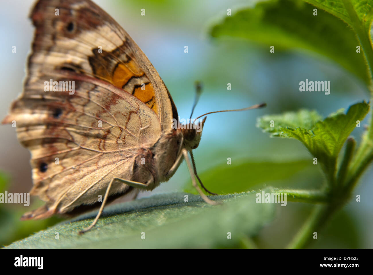 Schmetterling Foto Stock