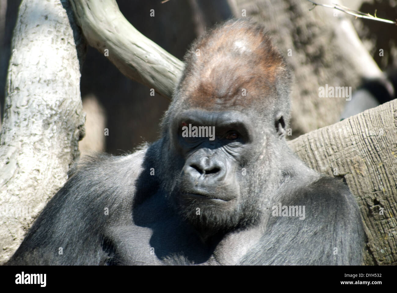 Gorilla Foto Stock
