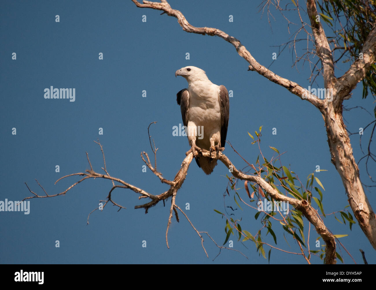 Bianco-gonfiato aquila del mare (Haliaeetus leucogaster), il Fiume South Alligator, Kakadu National Park, Australia Foto Stock