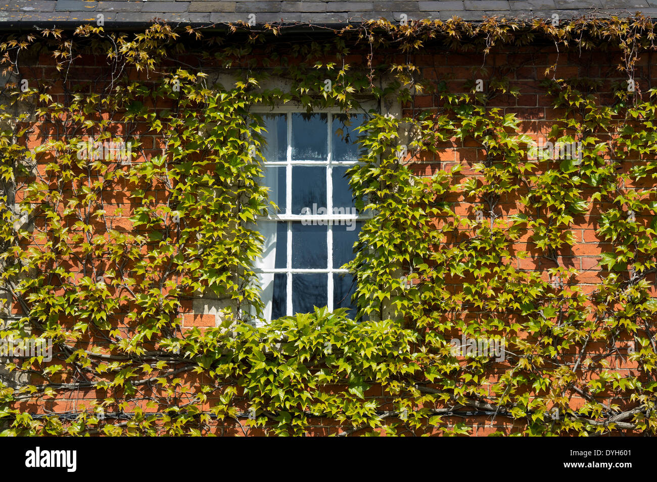 Parthenocissus tricuspidata. Boston Ivy / Giapponese superriduttore a copertura di un muro di casa. Regno Unito Foto Stock