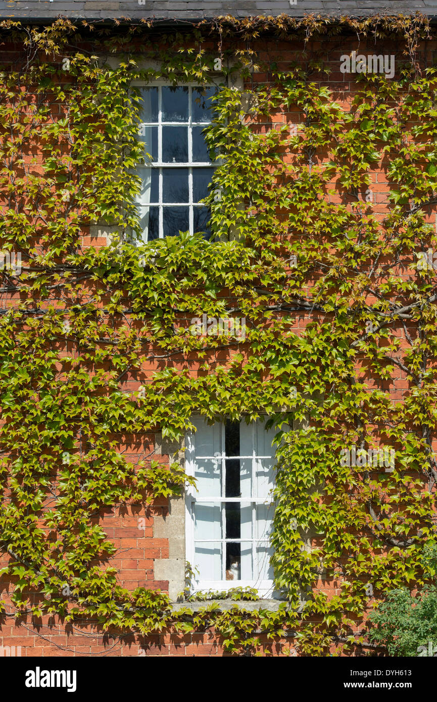 Parthenocissus tricuspidata. Boston Ivy / Giapponese superriduttore a copertura di un muro di casa. Regno Unito Foto Stock