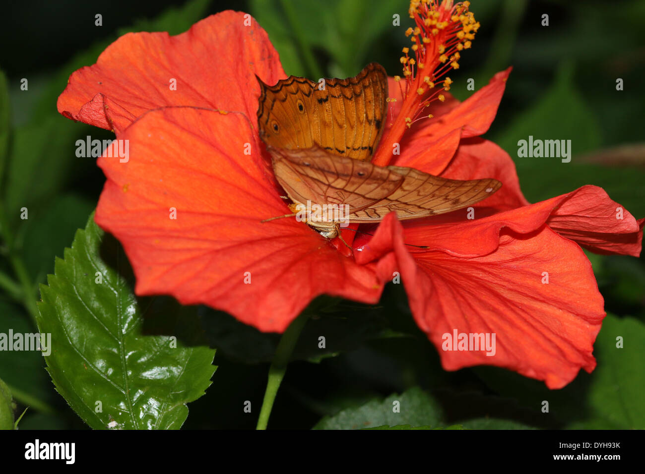 Incrociatore Malay Butterfly (Vidula dejone erotella, Vindula arsinoe) alimentazione su un rosso di fiori di ibisco Foto Stock