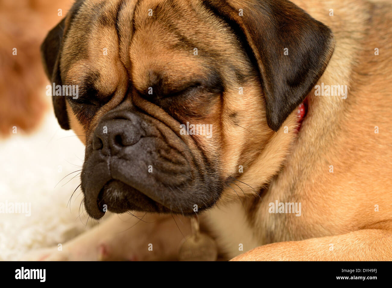 Un cane del Pug Foto Stock