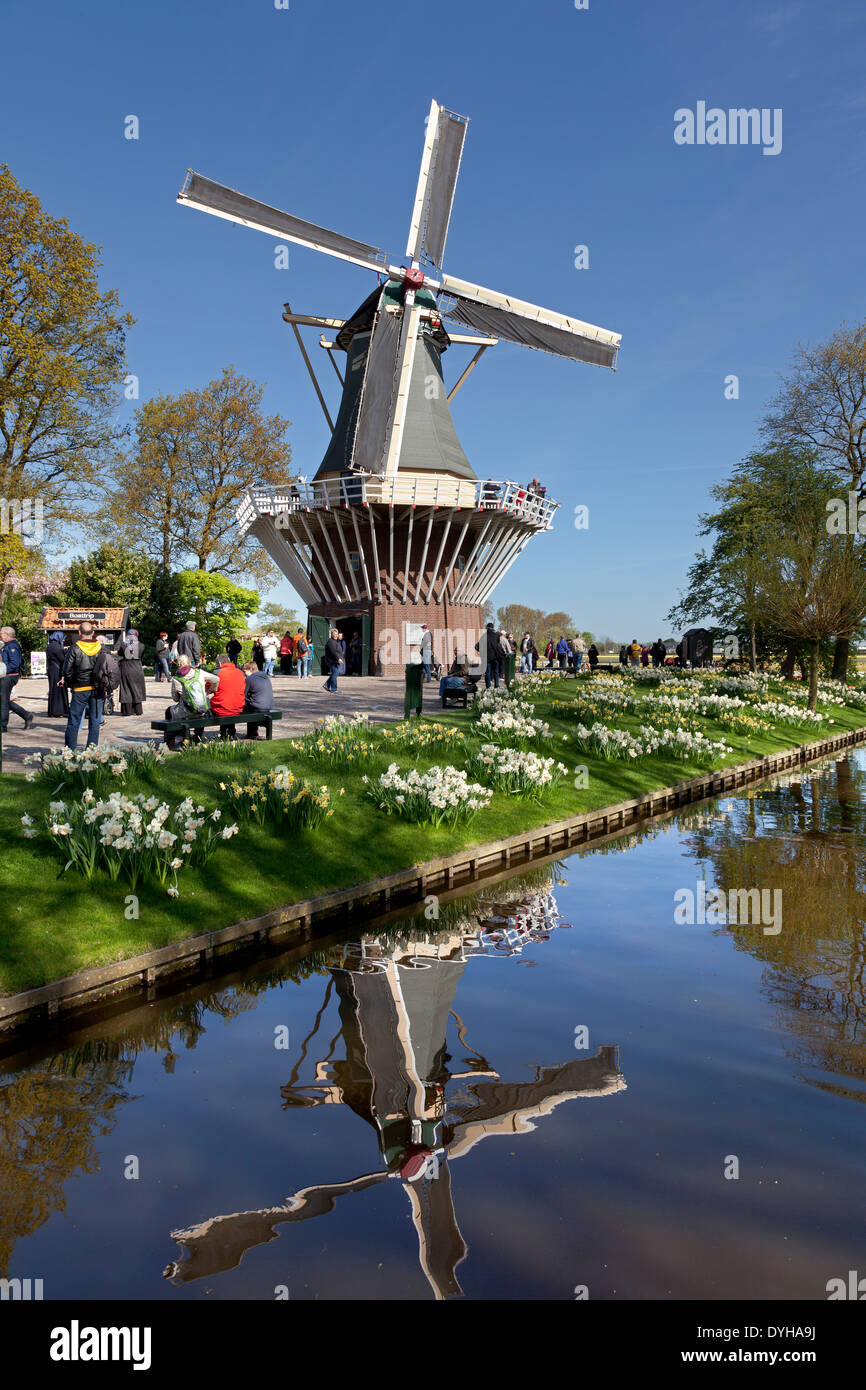 Daffoldils e turisti nella parte anteriore di un mulino a vento in Keukenhof in Lisse, Olanda Foto Stock