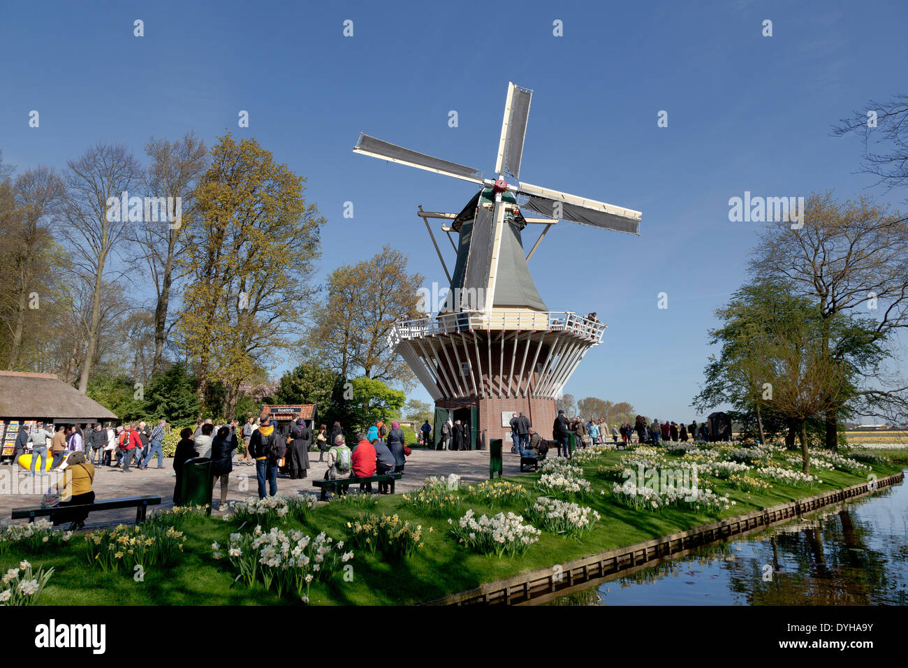 Daffoldils e turisti nella parte anteriore di un mulino a vento in Keukenhof in Lisse, Olanda Foto Stock