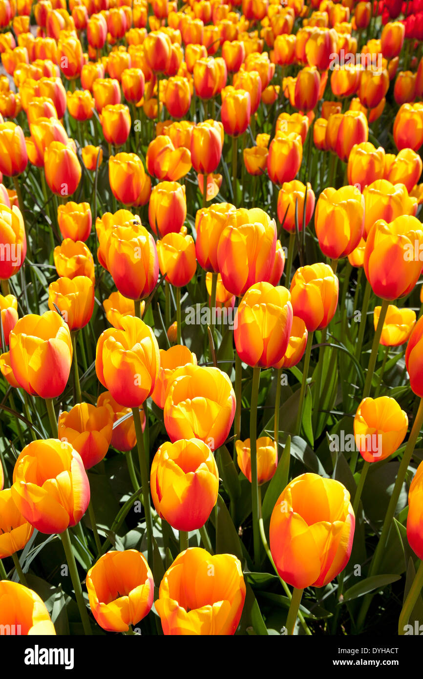 Tulipani arancio il Keukenhof in Lisse, Olanda Foto Stock