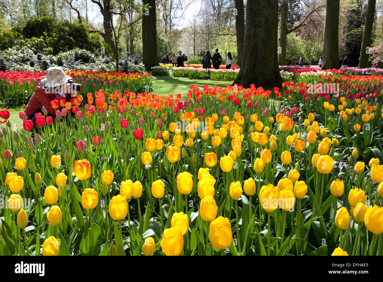 Tulipani e turisti del Keukenhof in Lisse, Olanda Foto Stock