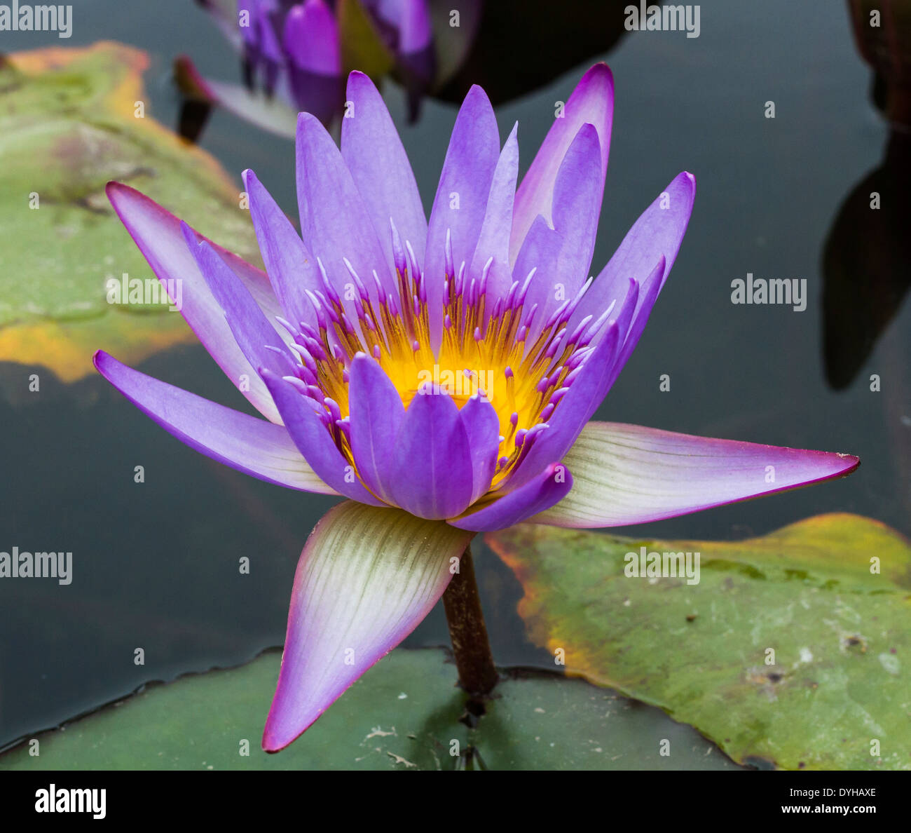 Bellissima foto di lilla lotus vivere in una città fontana. Foto Stock