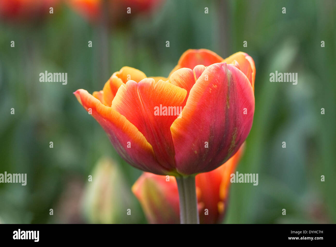 Tulipa "Pebble" in giardino. Foto Stock