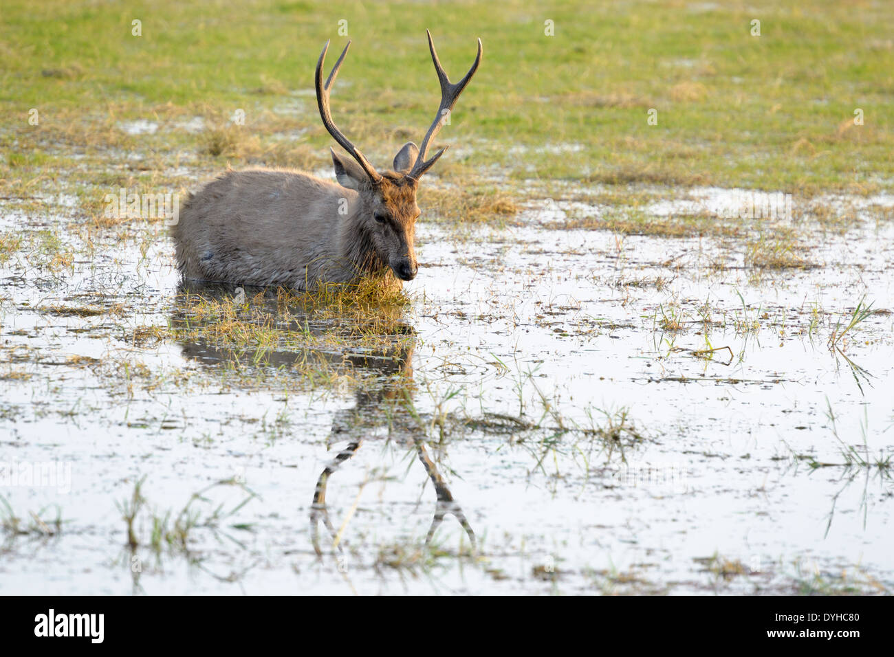 Sambar deer (Rusa unicolor) alimentazione in acqua. Foto Stock