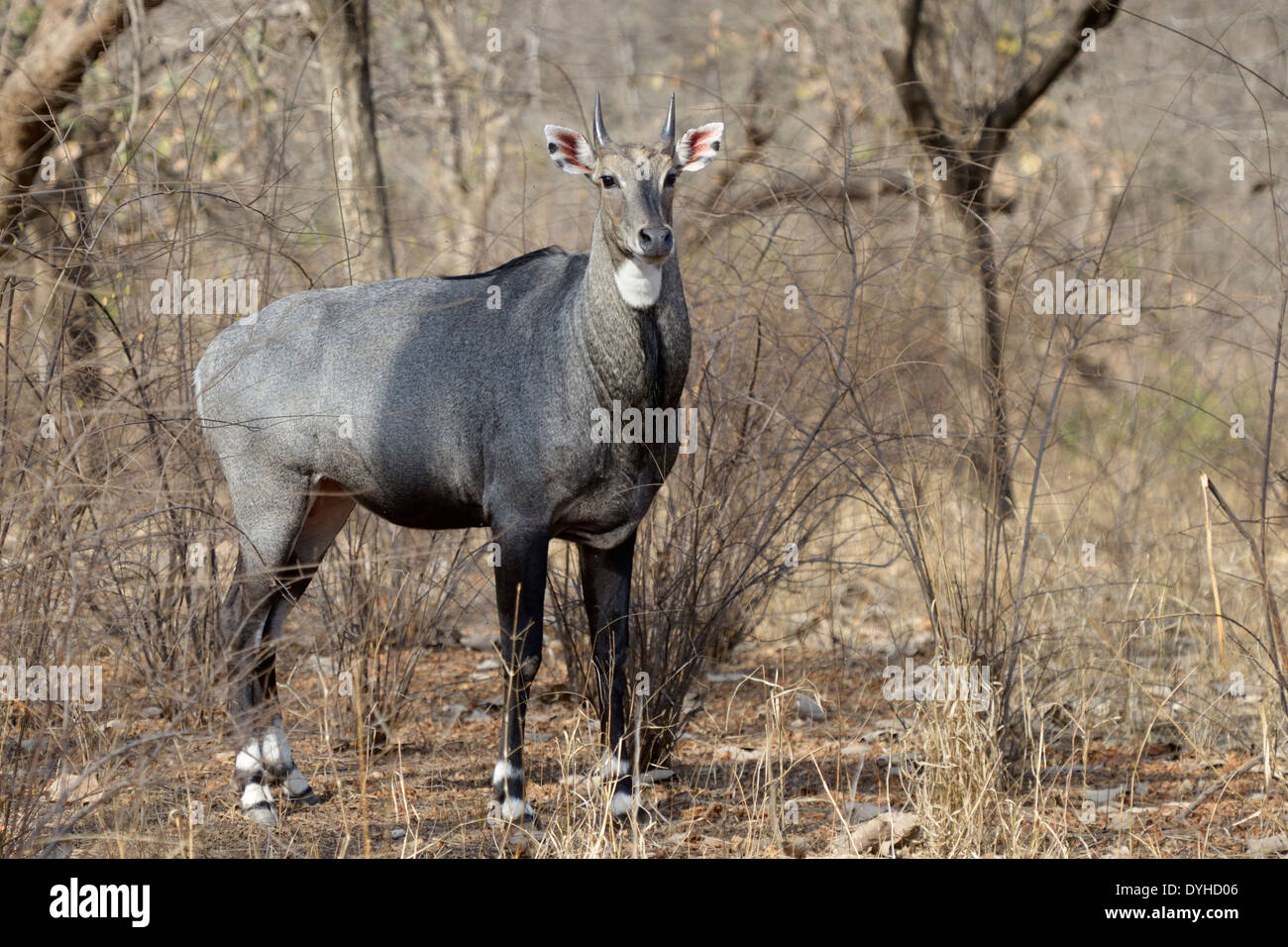 Nilgai (Boselaphus tragocamelus) maschio in piedi nel bosco. Foto Stock