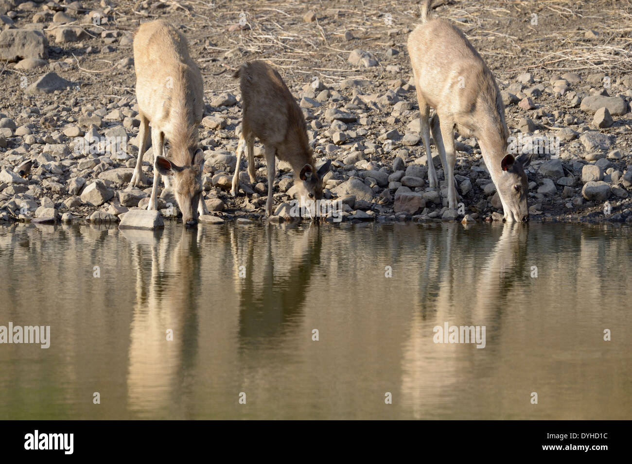 Sambar deer (Rusa unicolor) in corrispondenza di un'acqua potabile intero con la riflessione. Foto Stock