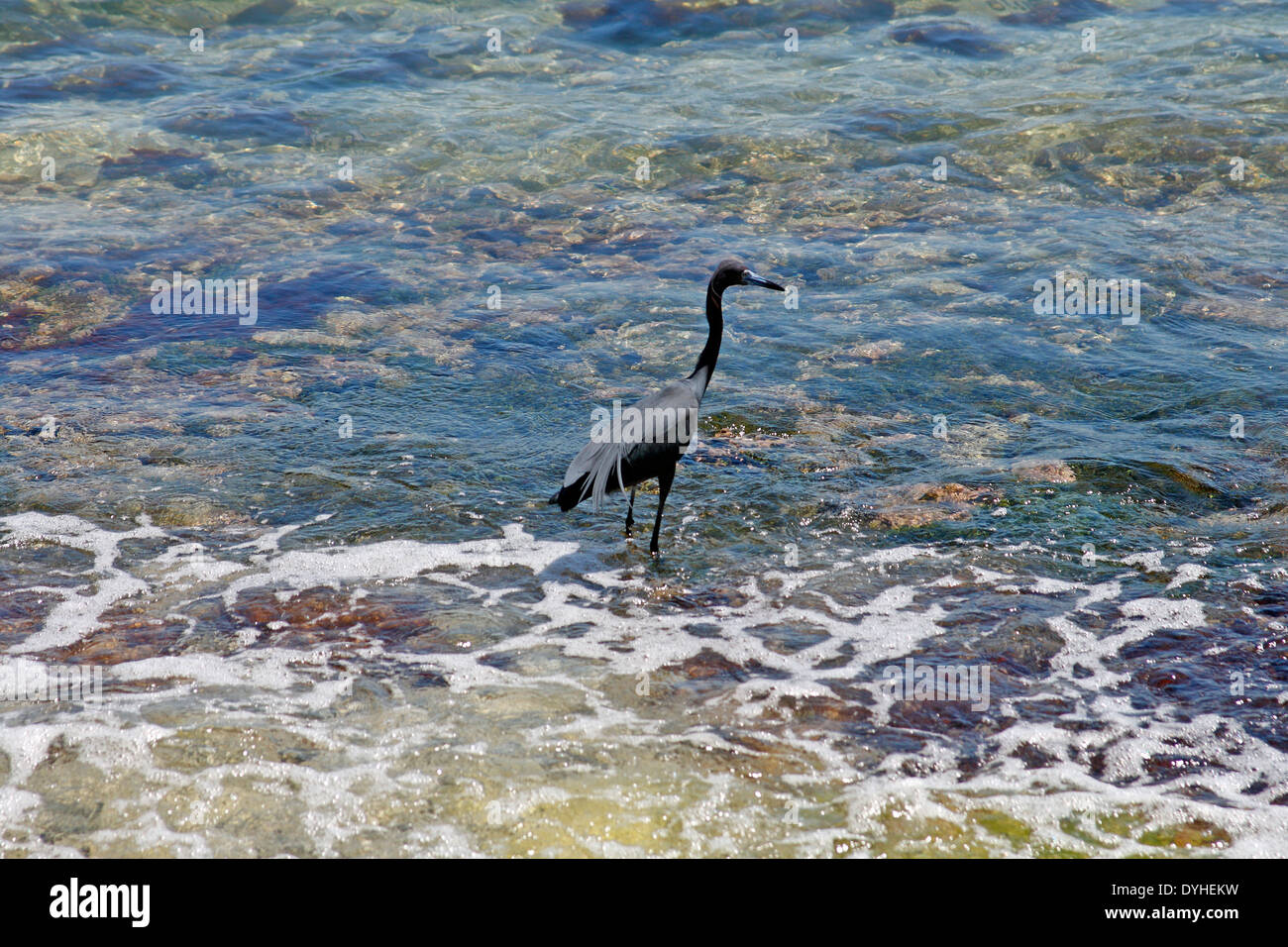 Isla Culebra Puerto Rico USA territorio piccolo airone cenerino (Florida caerulea) wading in acqua Foto Stock