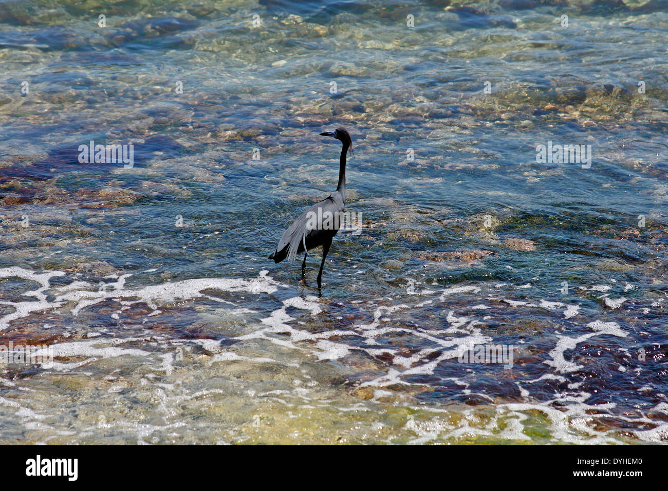 Isla Culebra Puerto Rico USA territorio piccolo airone cenerino (Florida caerulea) wading in acqua Foto Stock