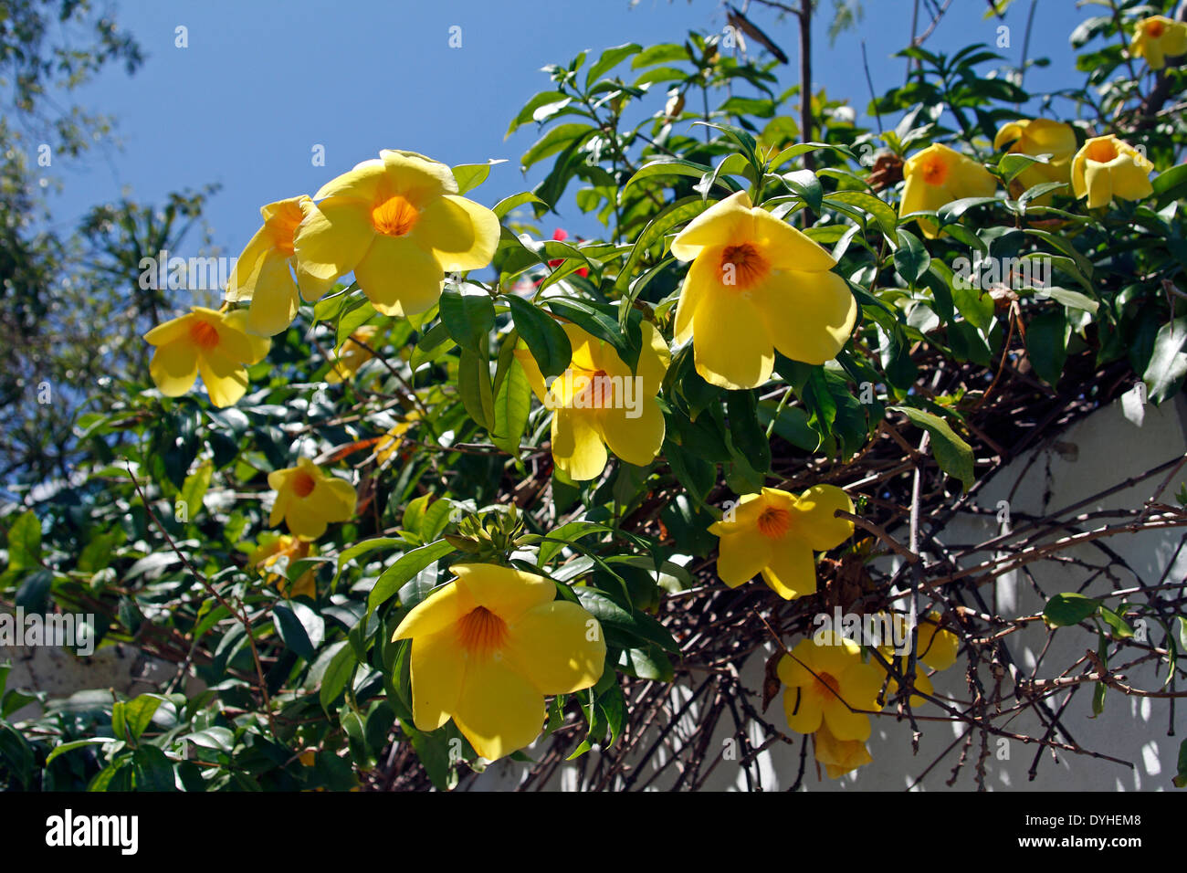 Isla Culebra Puerto Rico USA territorio giallo l'Allamanda fiori sul vitigno parete ofer isola dei Caraibi Foto Stock