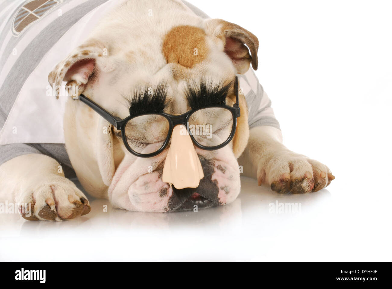 Bulldog inglese indossando silly granchio marx occhiali su sfondo bianco Foto Stock