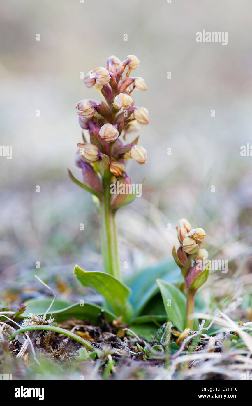 Frog Orchid - desiderosi di Hamar NNR, Unst, isole Shetland, Scotland, Regno Unito Foto Stock