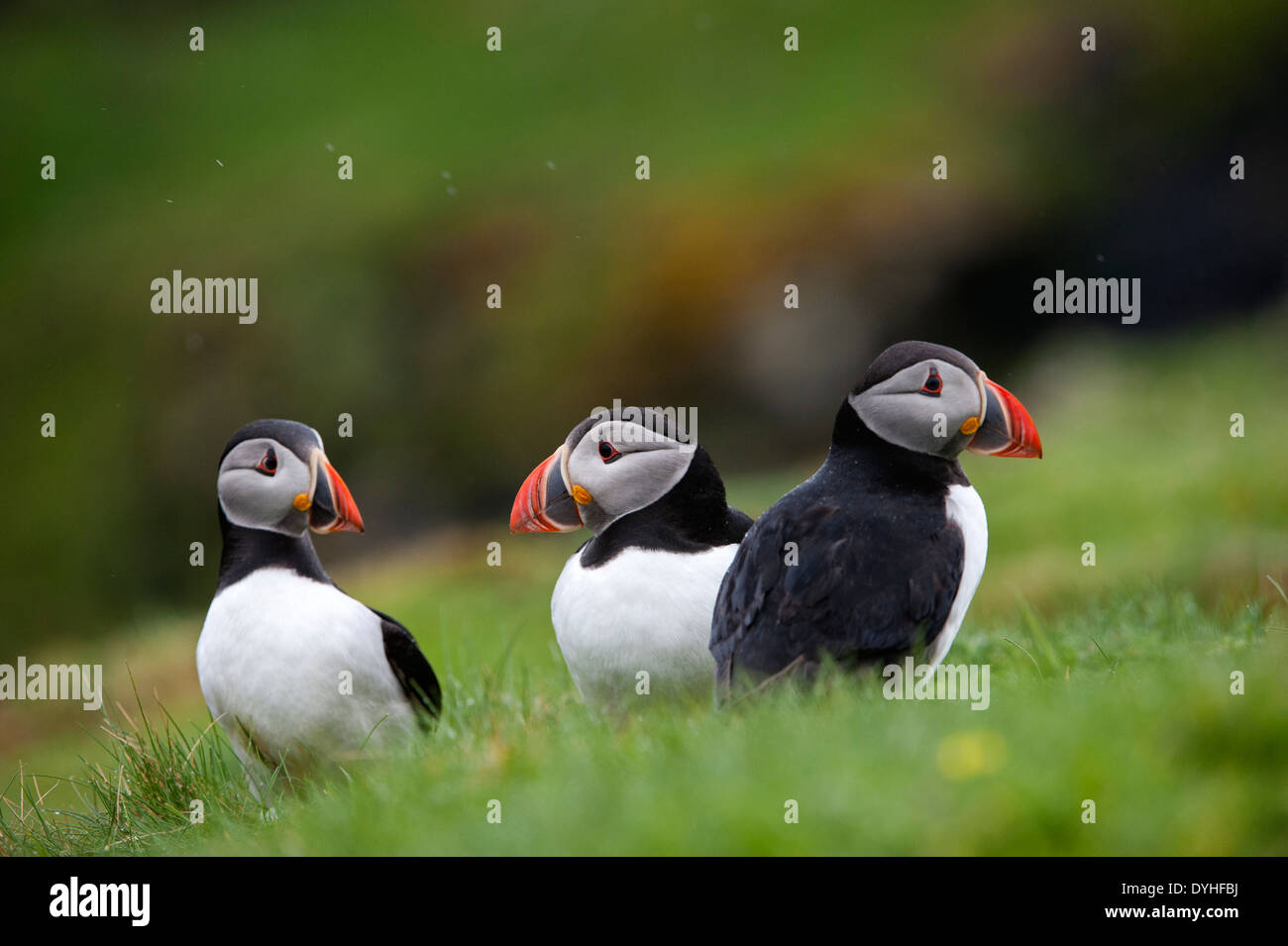 Puffin (Fratercula arctica) - REGNO UNITO Foto Stock