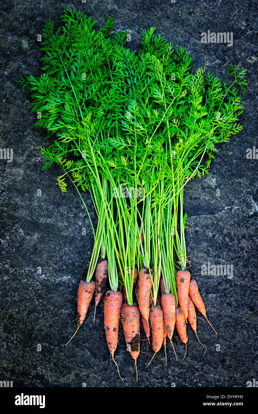 Mazzetto di orange carote fresche dal giardino con sporcizia sulla pietra grigia sullo sfondo Foto Stock