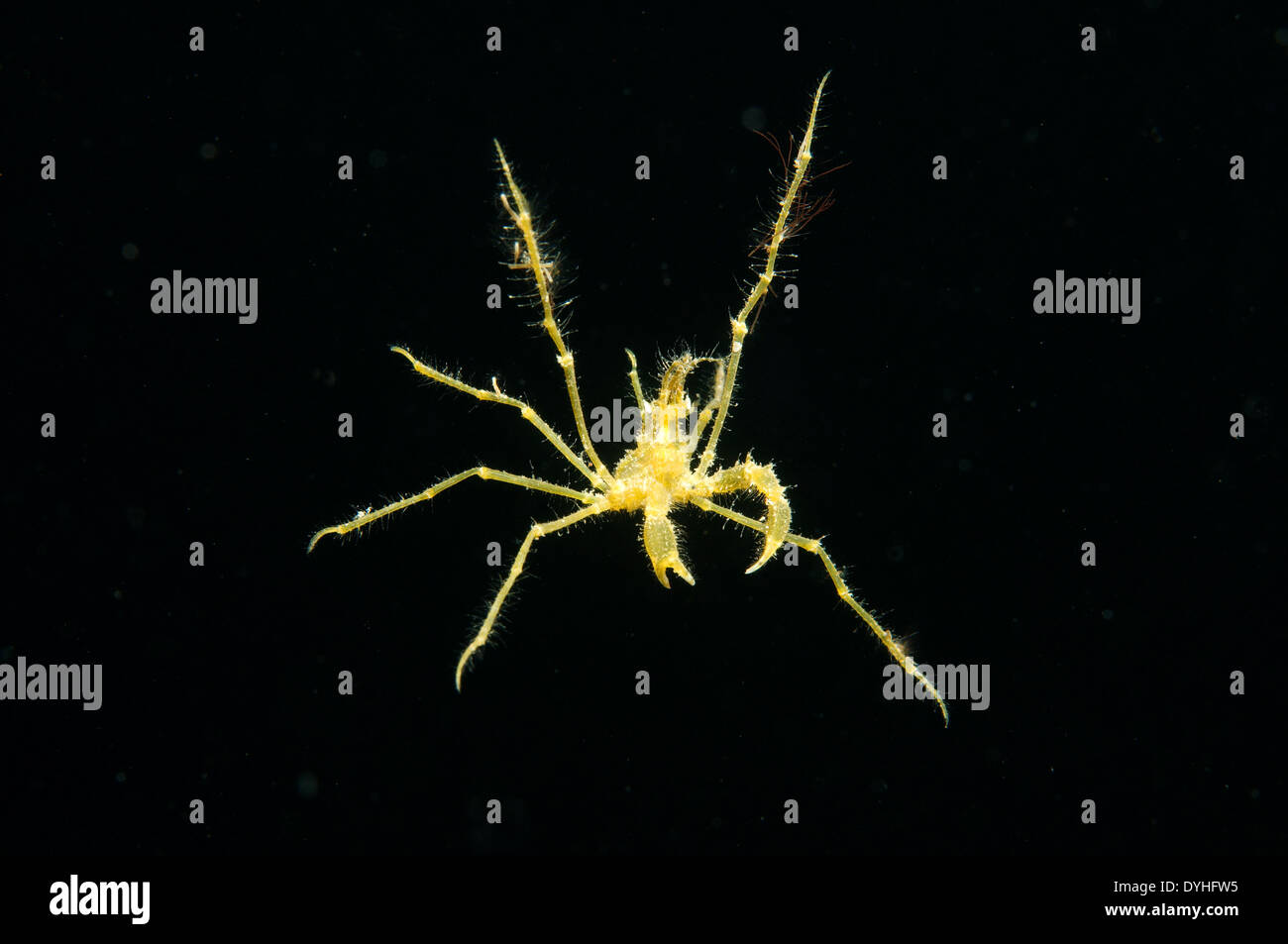 Comune di ragno granchio, dalle lunghe gambe granseola o dalle lunghe gambe granchio (Macropodia rostrata) Foto Stock
