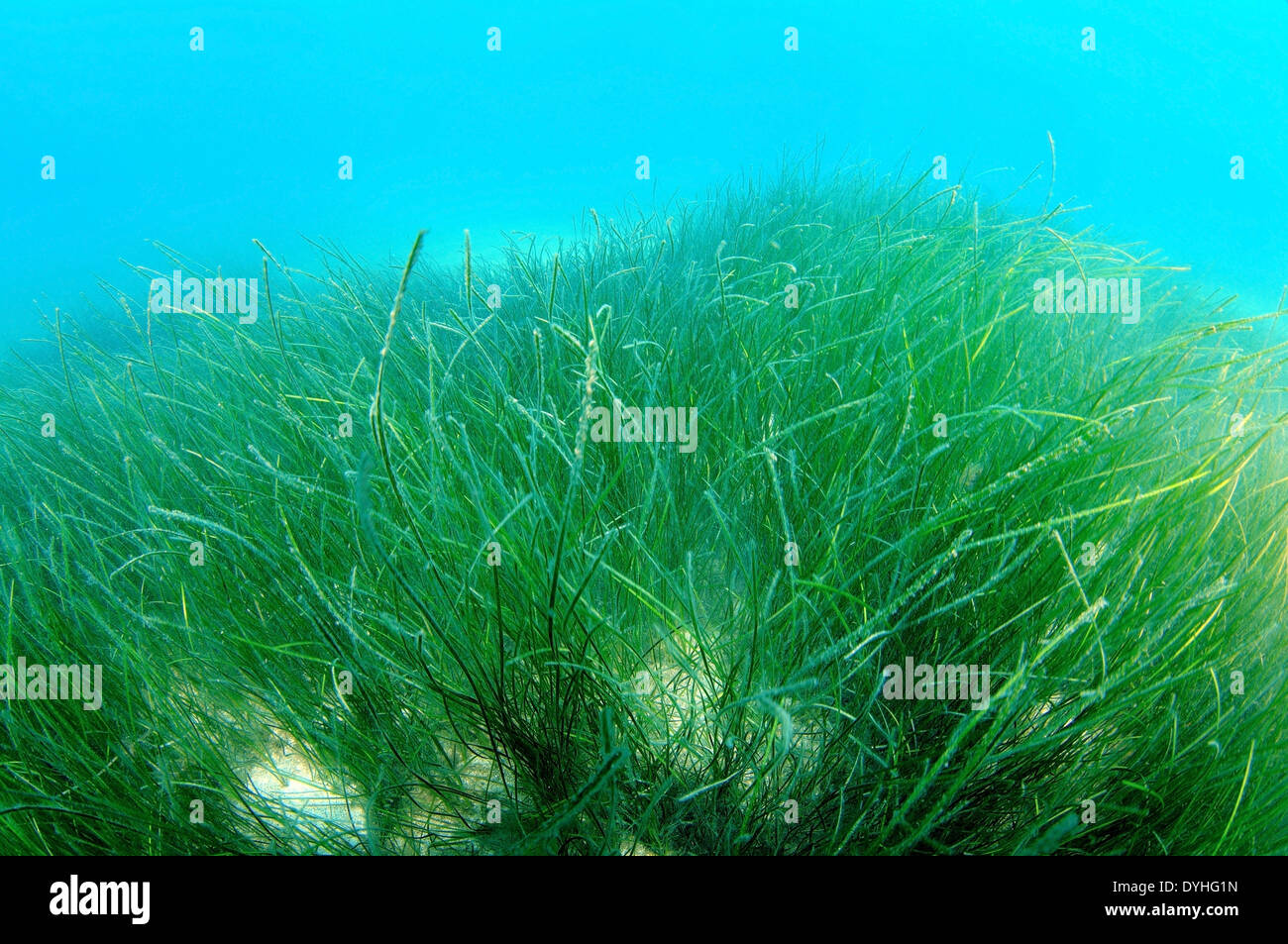 Densi canneti di piante fanerogame Zostera sulle barene sull'azzurro del fondo di acqua Foto Stock