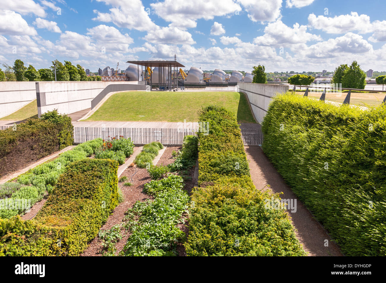 Onde di siepi in Thames Barrier Park, Londra Foto Stock