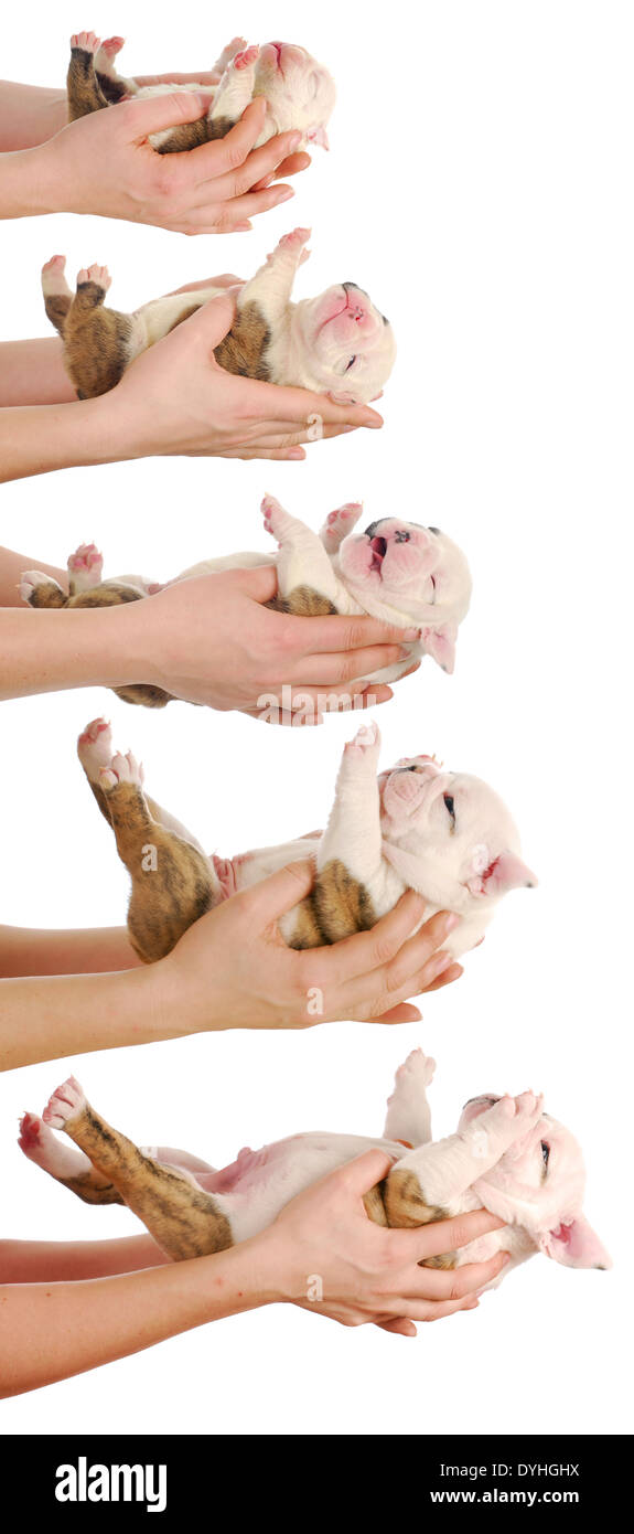 Cucciolo di crescita - Bulldog inglese cucciolo in un giorno, una settimana, due settimane tre settimane e quattro settimane di età Foto Stock