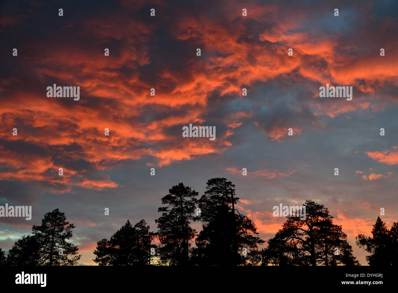 Sagome di alberi di pino sullo sfondo del tramonto di cremisi Foto Stock