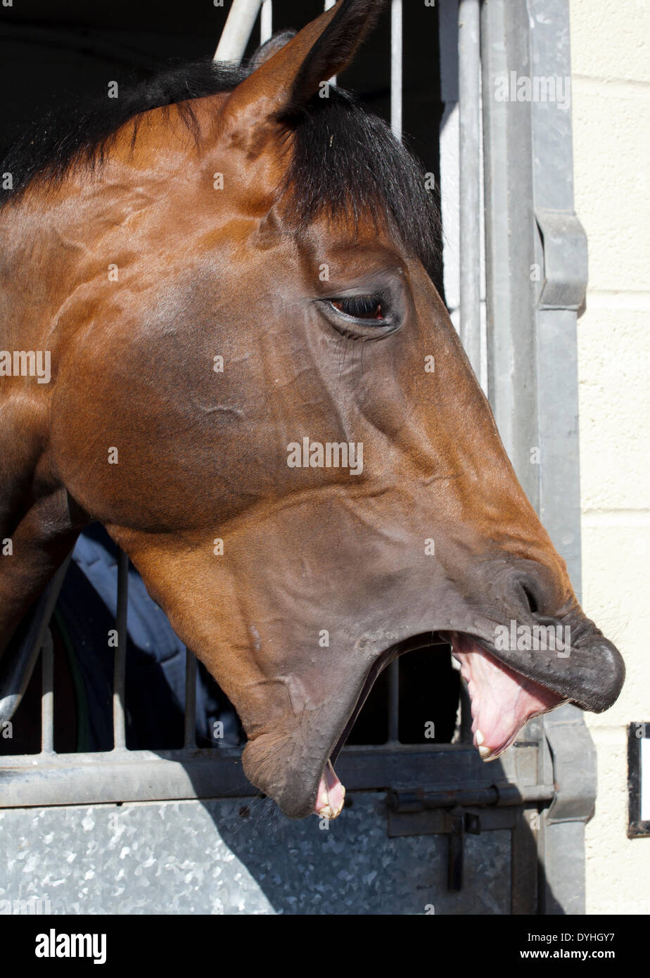 Middleham, nello Yorkshire, Regno Unito . (Mark Johnston maneggio) Nord Dales maneggio open day. Le Scuderie Middleham Open Day è andato avanti nonostante racing essendo permesso il Venerdì Santo per la prima volta. Il suo futuro era stata minacciata con racing impostata per essere messa in scena a Musselburgh e a Lingfield. Ma dopo di Betfair ha continuato come sponsor e i formatori Middleham Association ha deciso "all'unanimità" per continuare i due decenni di tradizione. Una dozzina di maneggio aperto le loro porte per l'evento. Credito: Cernan Elias/Alamy Live News Foto Stock