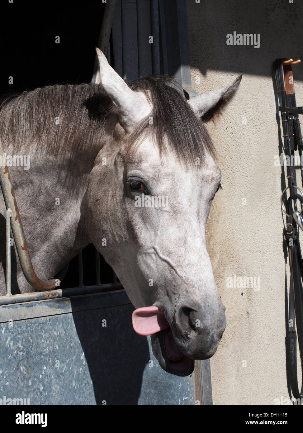 Middleham, nello Yorkshire, Regno Unito . "Il carattere che è 'WATERSMEET" (Mark Johnston maneggio) a nord Dales maneggio open day. Le Scuderie Middleham Open Day è andato avanti nonostante racing essendo permesso il Venerdì Santo per la prima volta. Il suo futuro era stata minacciata con racing impostata per essere messa in scena a Musselburgh e a Lingfield. Ma dopo di Betfair ha continuato come sponsor e i formatori Middleham Association ha deciso "all'unanimità" per continuare i due decenni di tradizione. Una dozzina di maneggio aperto le loro porte per l'evento. Credito: Cernan Elias/Alamy Live News Foto Stock