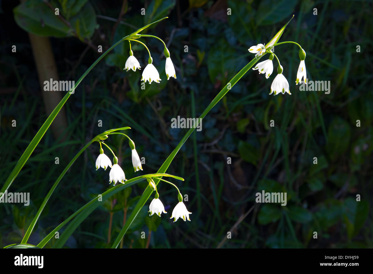 Leucojum - Fiocchi di neve Foto Stock