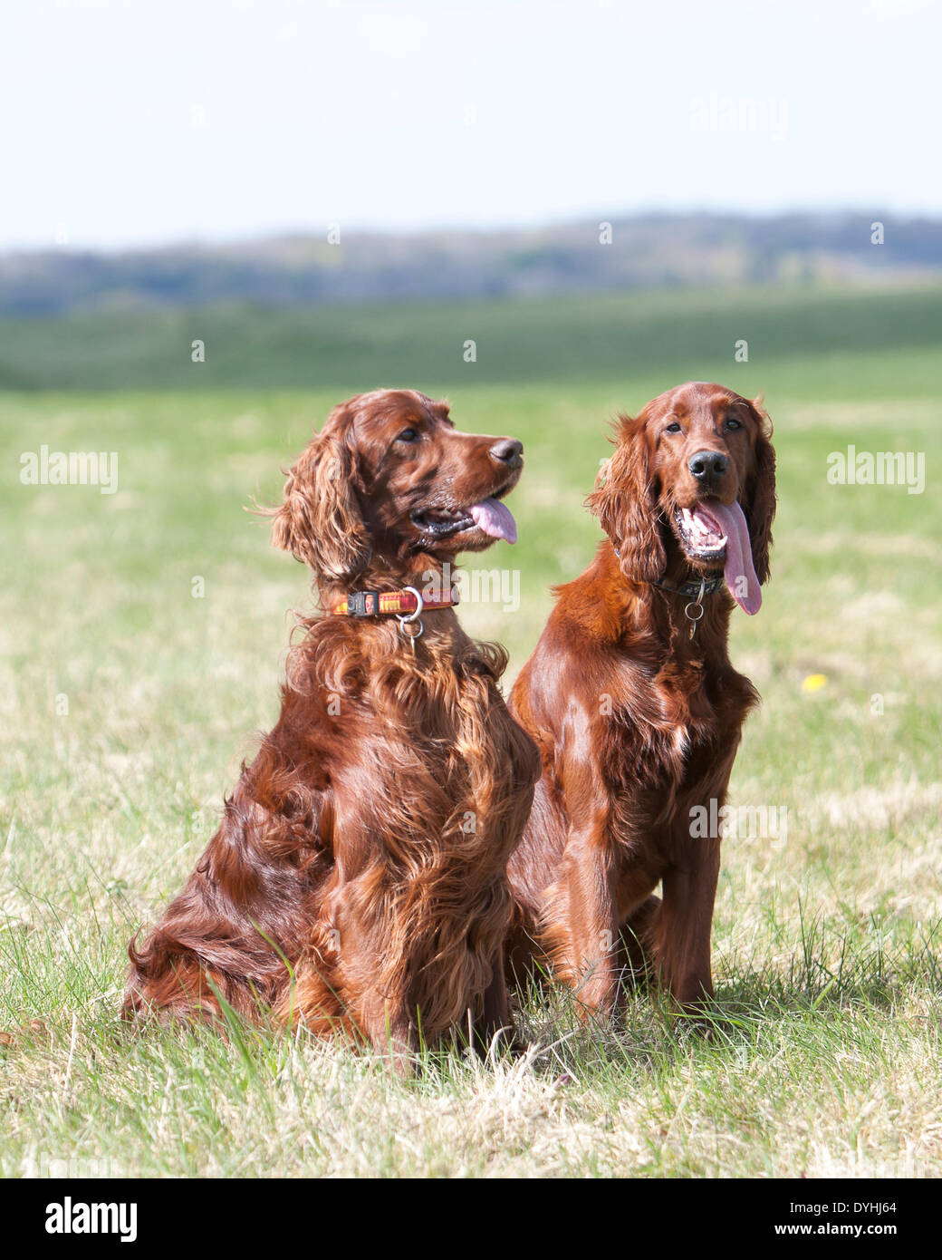 Due setter irlandese sat nel campo Foto Stock