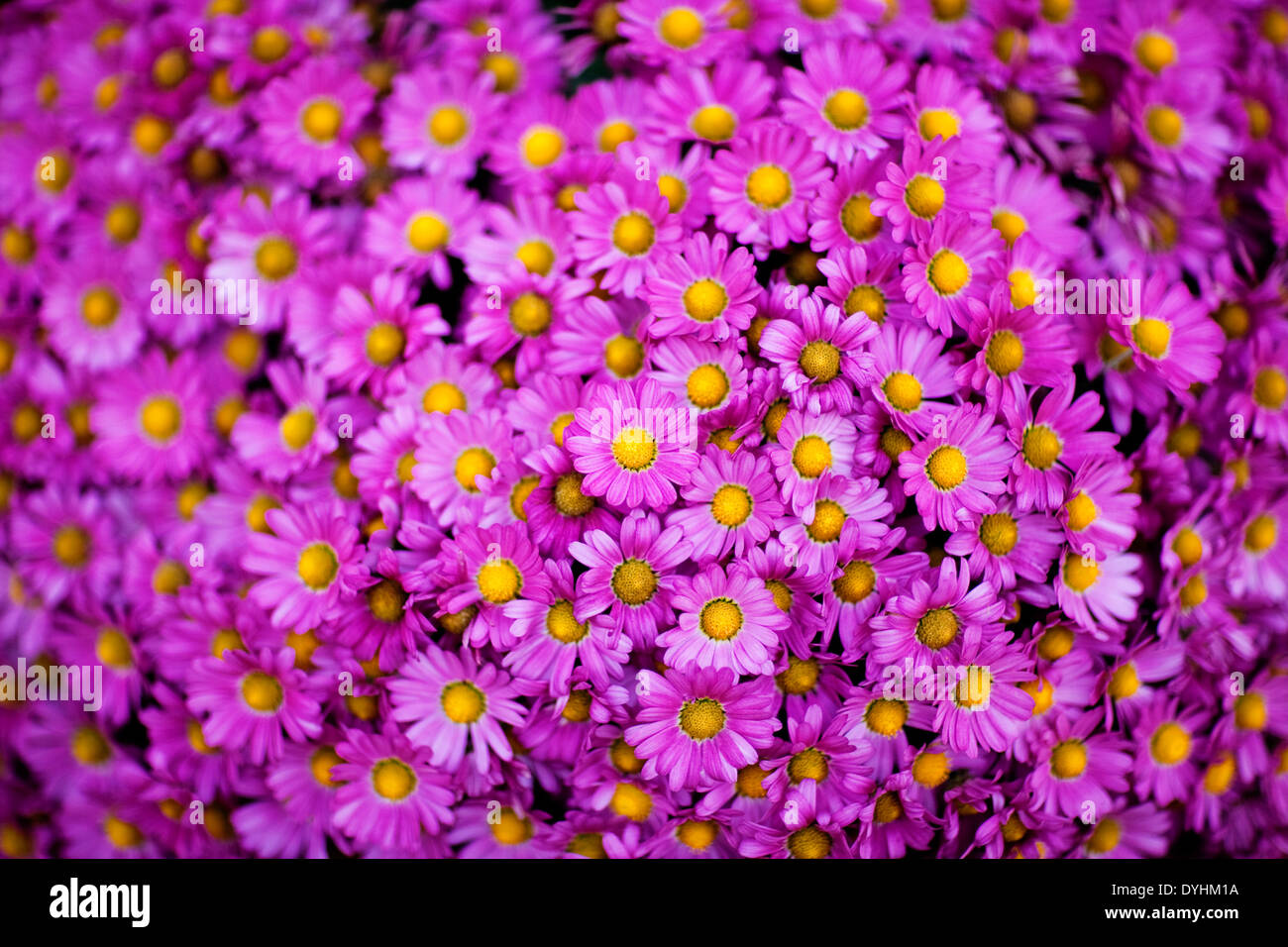 Un primo piano di vibranti fiori viola Foto Stock