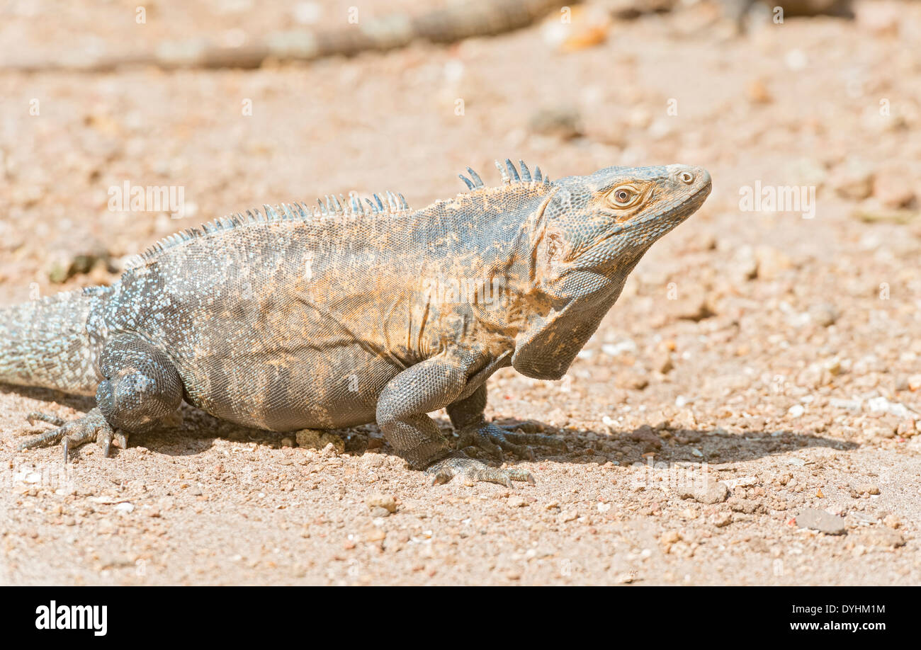 Iguana Island in Panama Foto Stock