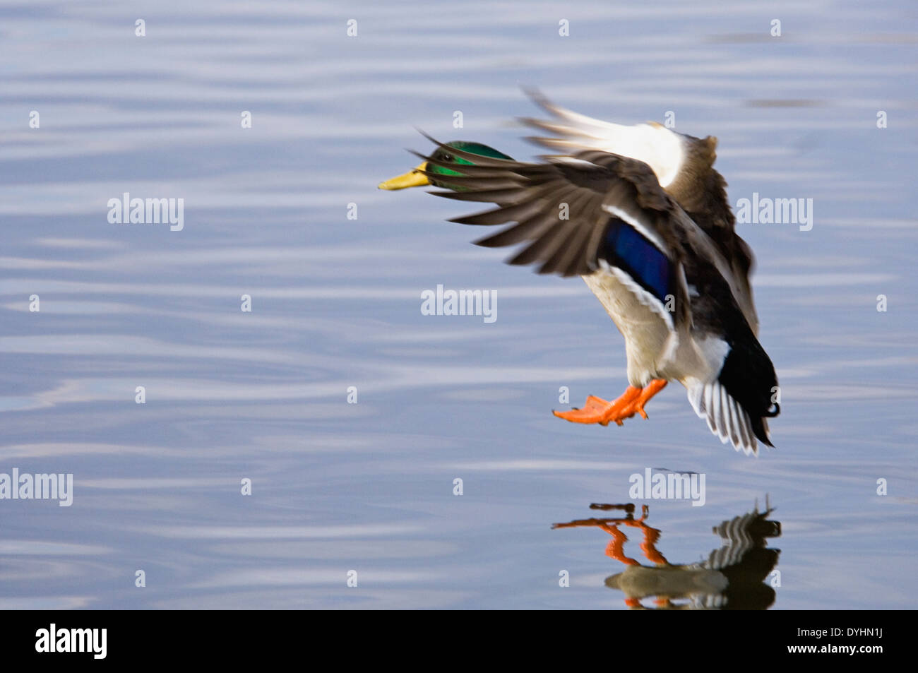 Maschio di Mallard Duck atterraggio su acqua dopo il volo nel sud indiana Foto Stock