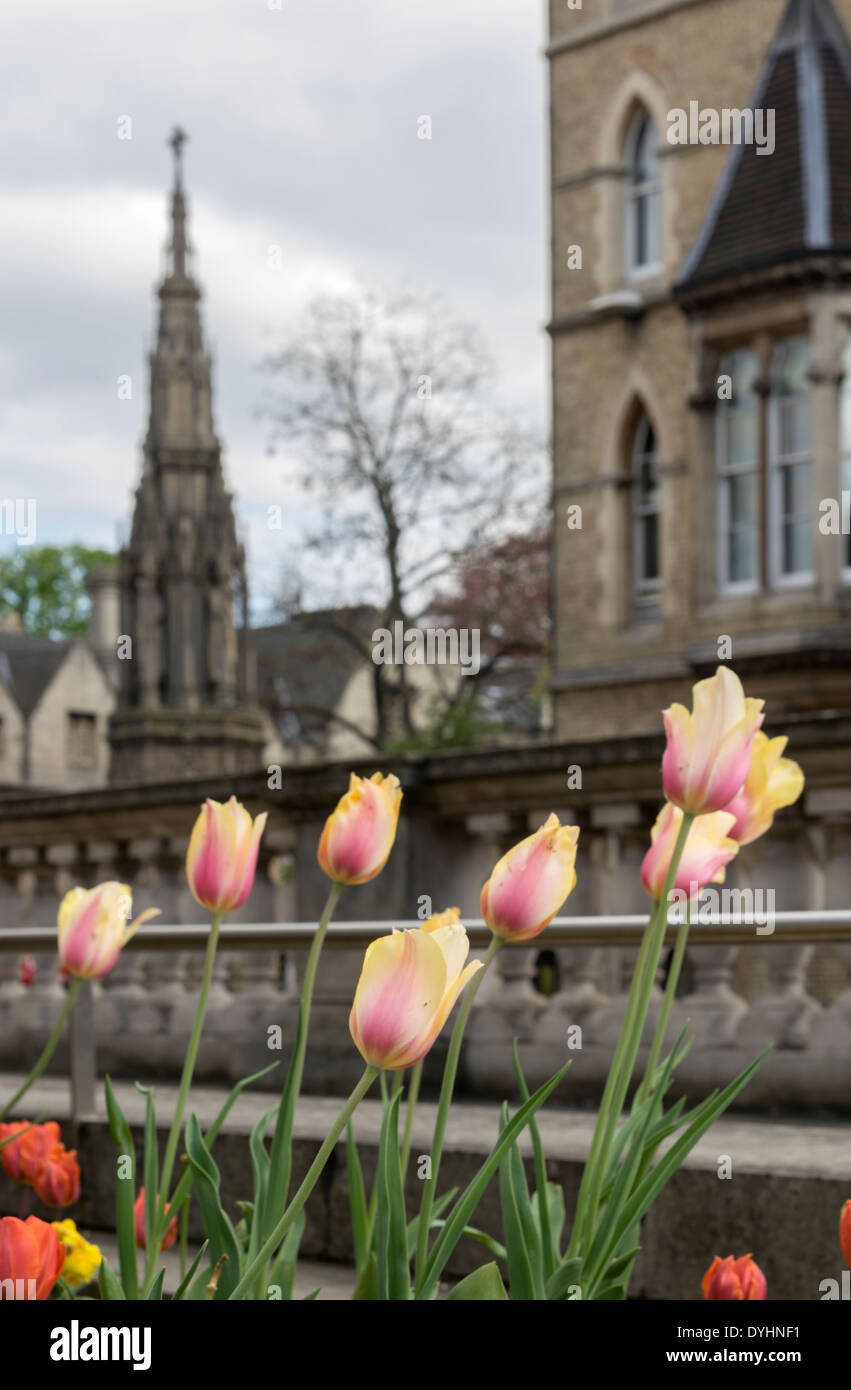 I tulipani in Oxford city con il Randolph hotel e martire's Memorial in background Foto Stock