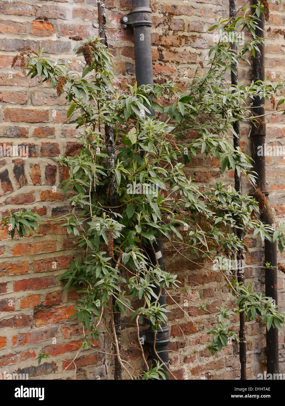 Abbandonata / beni abbandonati con fogliame crescente dal basso-tubo di lancio, Newcastle upon Tyne, England, Regno Unito Foto Stock