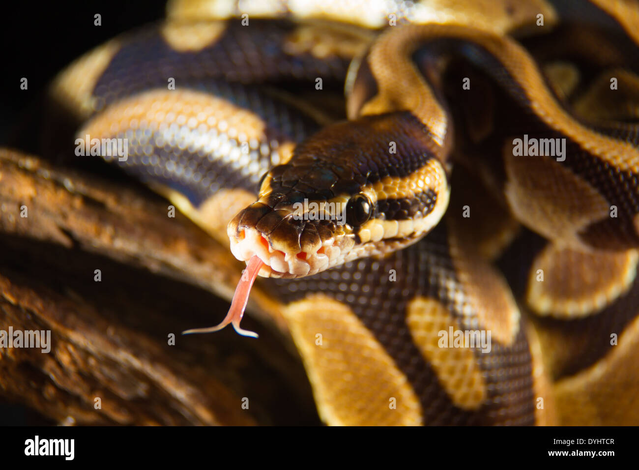 Sfera python snake catturato mentre si utilizza la sua linguetta di odore. Foto Stock
