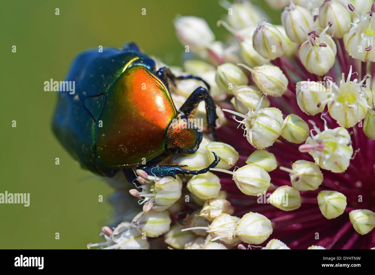 Cuprea Protaetia, scarabeo lucido Foto Stock