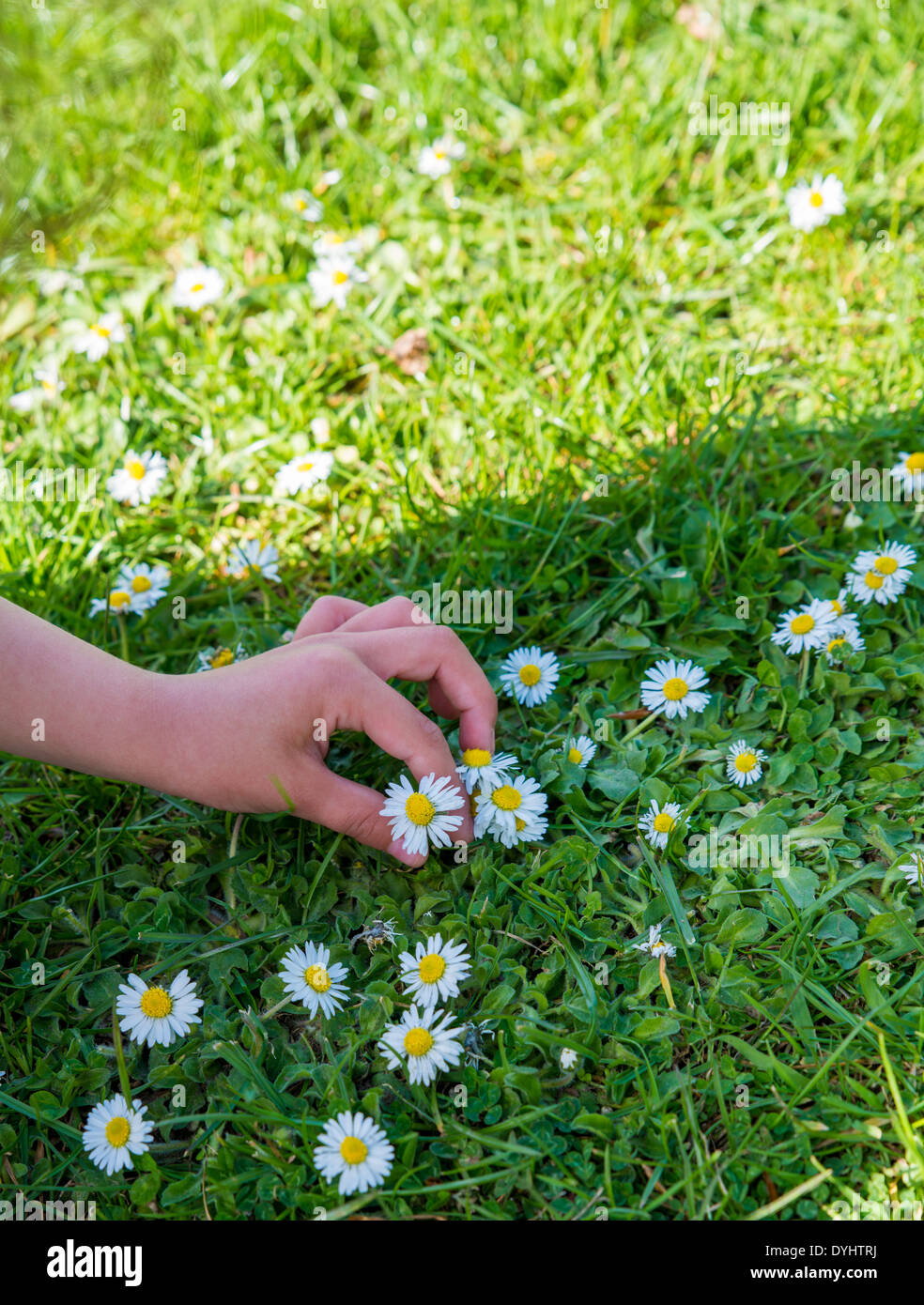 Mano umana, fiore, unico fiore, recupero, all'interno di, di condivisione e di medicina alternativa, Azienda, Daisy, spiritualità, cura, dono, Foto Stock