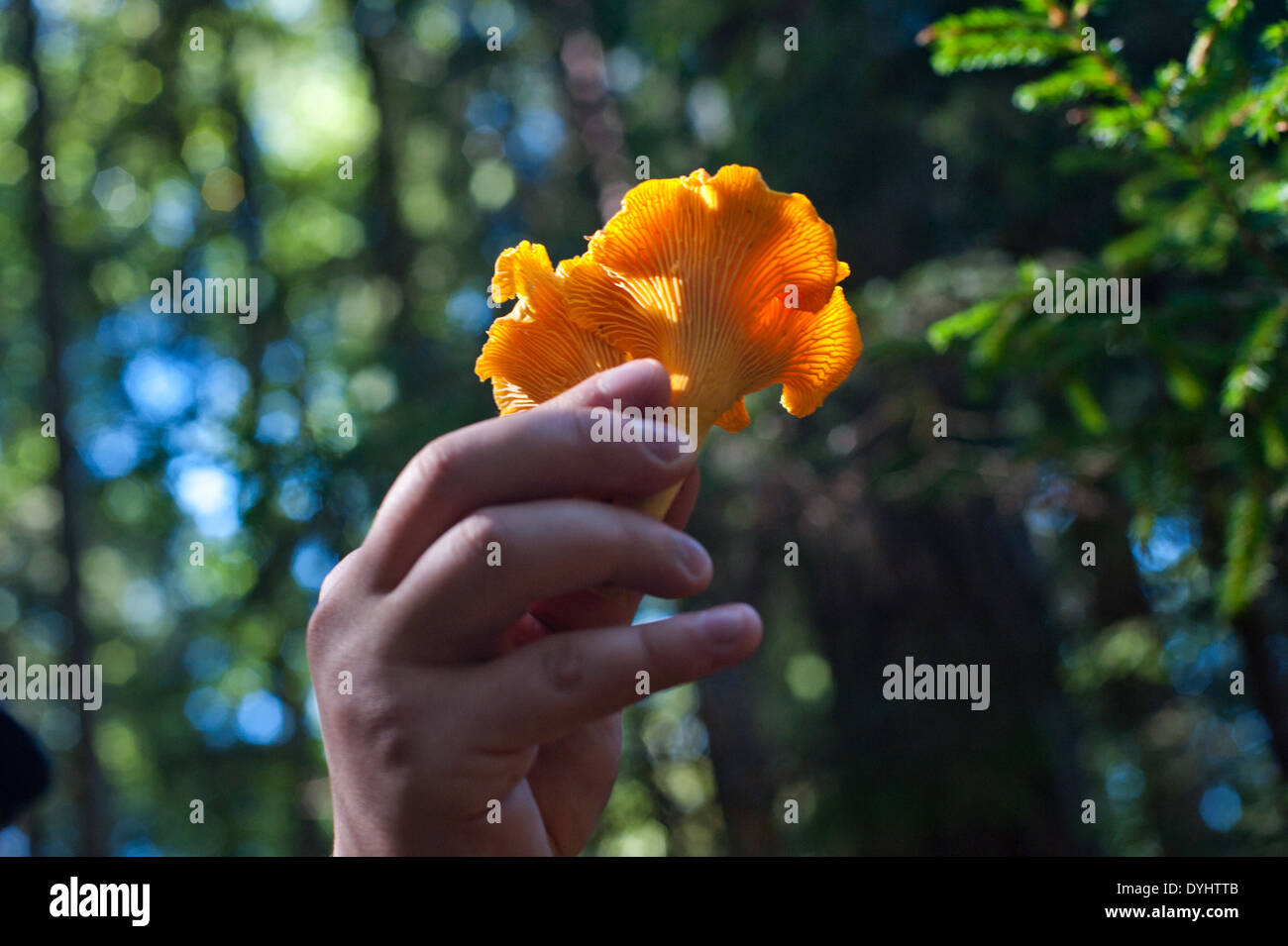 Un appena raccolto wild Chanterelle mushroom in una foresta. Foto Stock