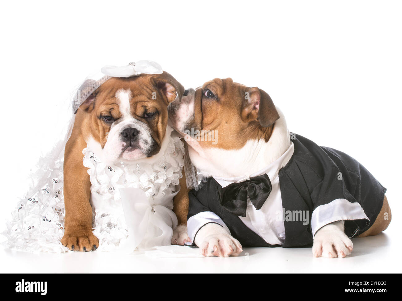 Cane sposa e lo sposo di cuccioli Foto Stock