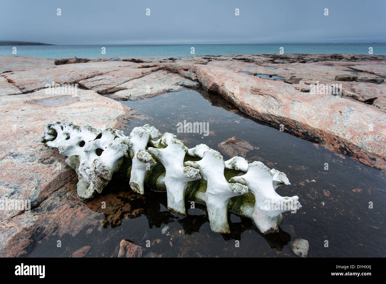 Canada Nunavut territorio Vansittart isola le ossa da macellati balene Beluga lasciati dai cacciatori Inuit lungo la Baia di Hudson vicino Foto Stock